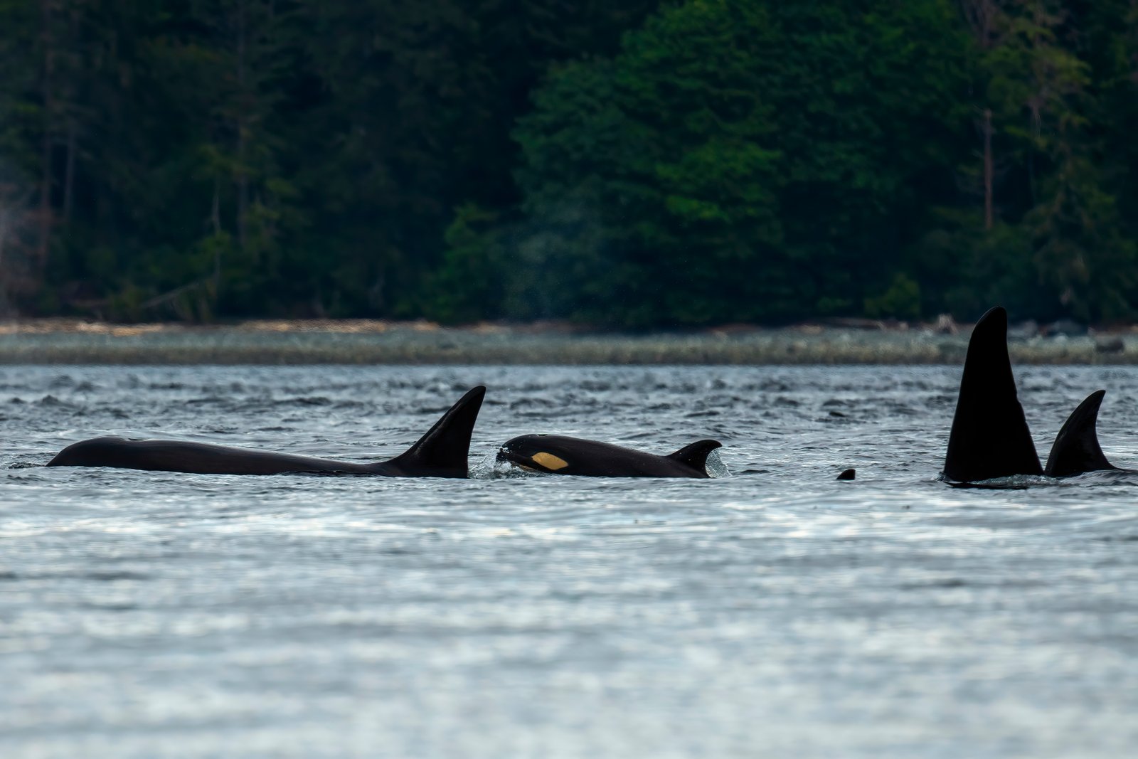 Killer Whales — Strait of Georgia - British Columbia