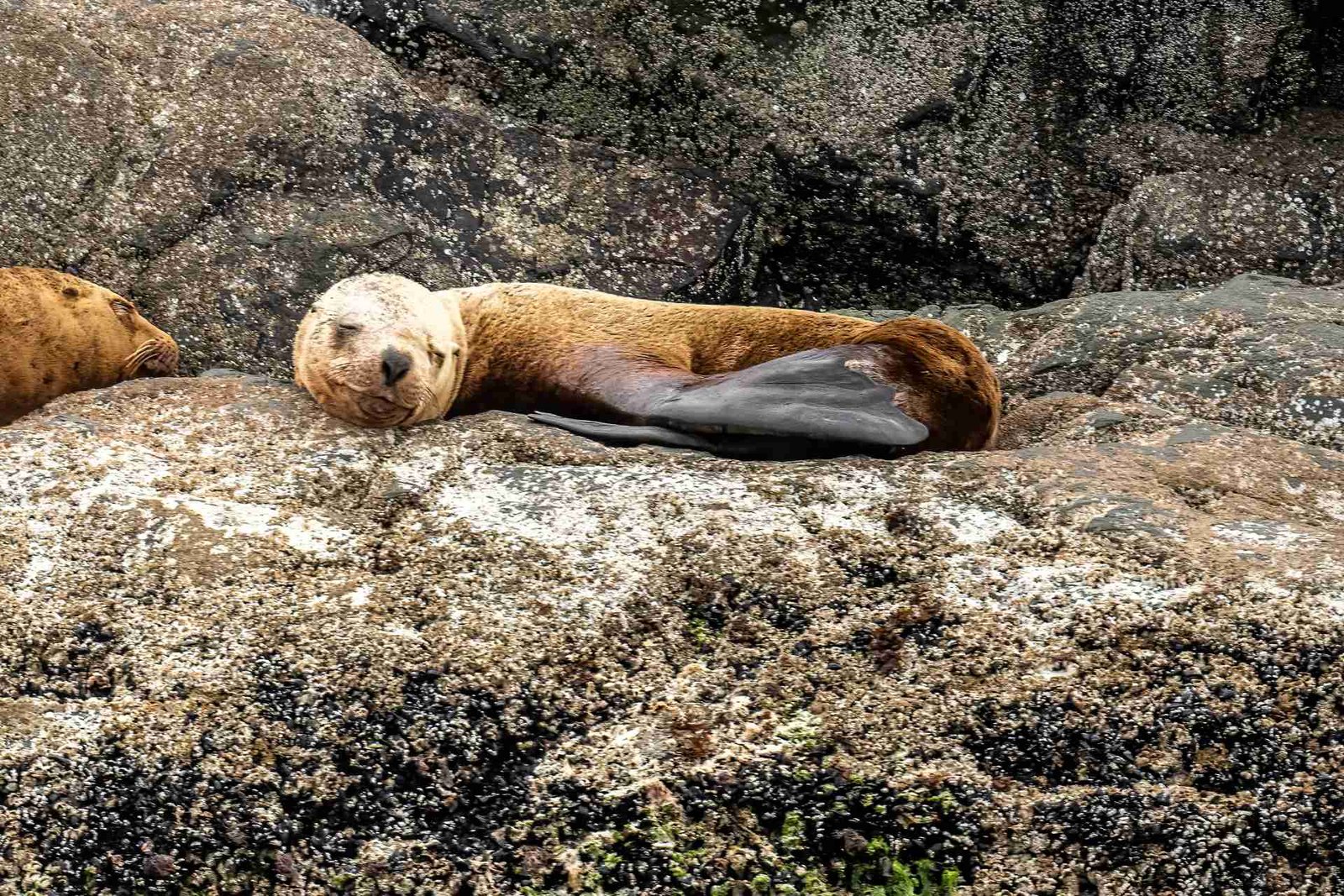 Steller Sea Lion — Mittlenatch Island - British Columbia