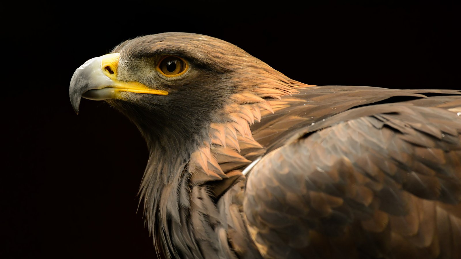 Golden Eagle — Duncan - British Columbia