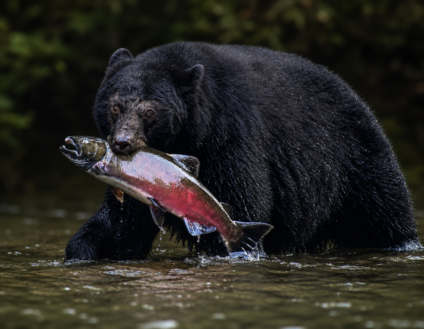 Black Bear with Salmon — Campbell River - British Columbia