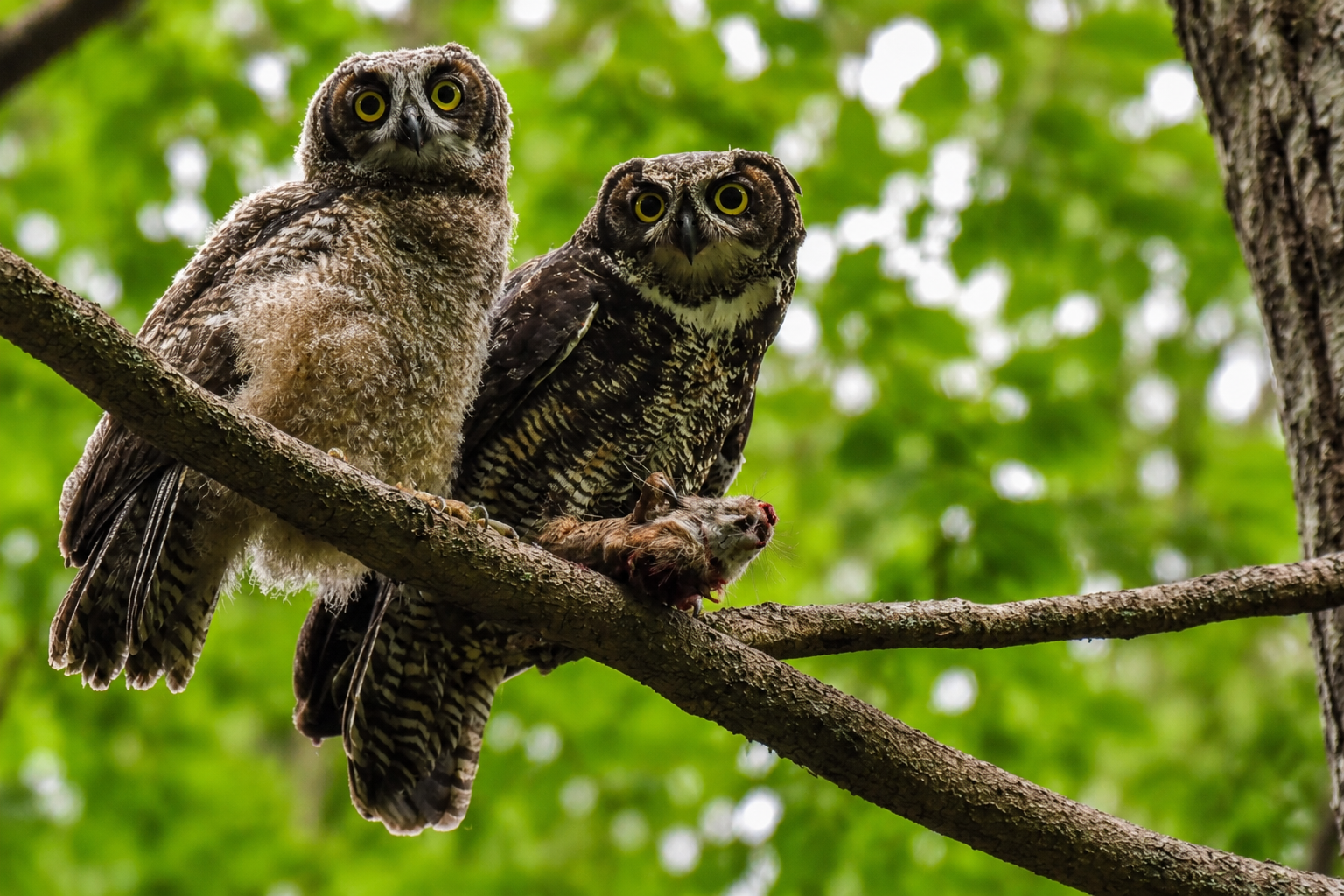 Barred Owl & Owlet — Comox British - Columbia