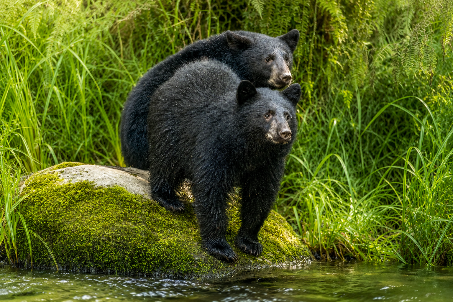 Black Bear Cubs — Campbell River - British Columbia