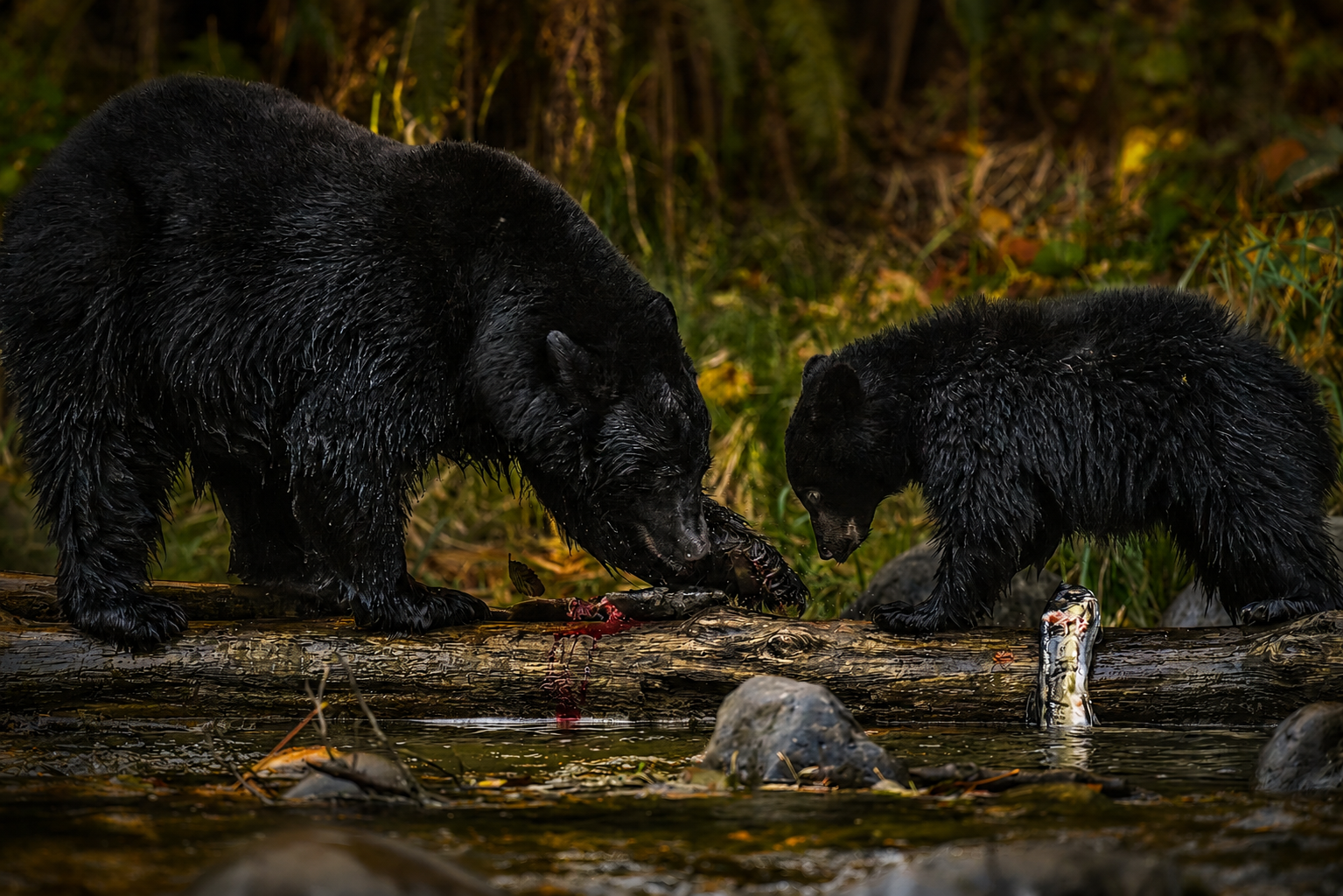 Mom Black Bear and Cub — Campbell River - British Columbia