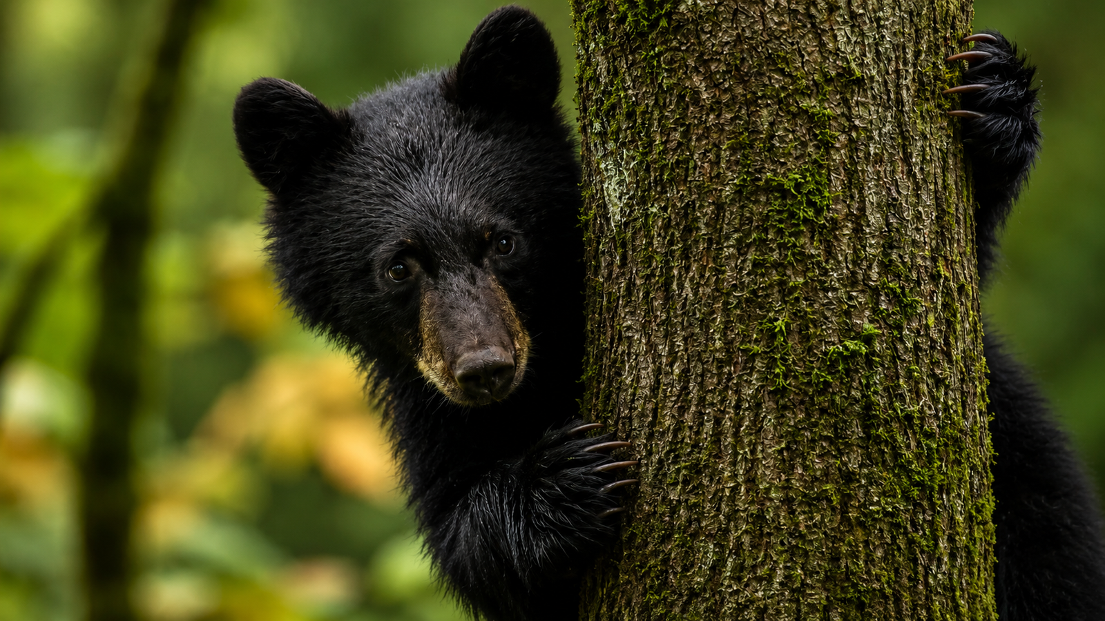 Black Bear Cub — Campbell River - British Columbia
