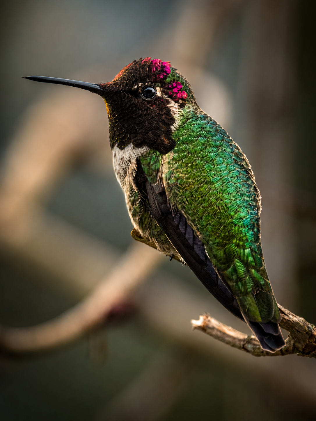 Anna's Hummingbird — Port Alberni - British Columbia