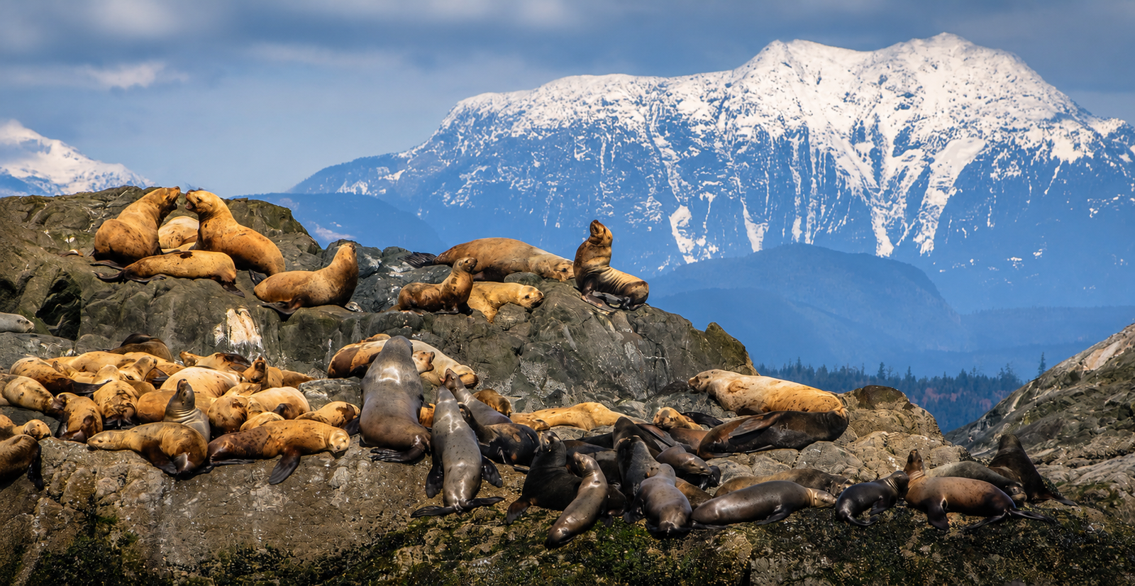 Steller Sea Lions — Mittlenatch Island, British Columbia