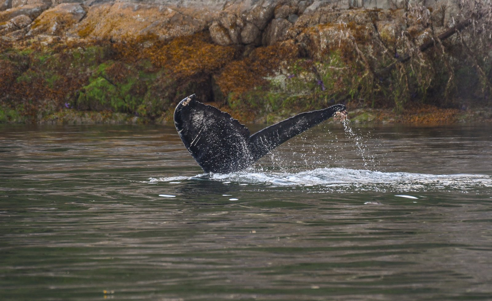 Humpback Whale — Campbell River – British Columbia
