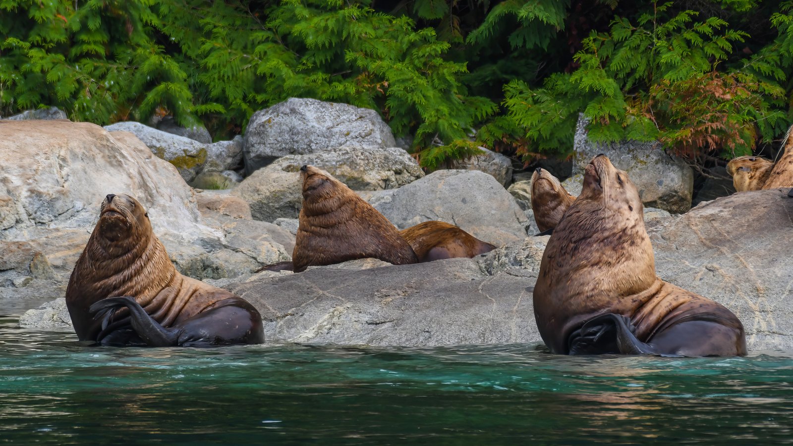 Harbour Seal on the Rocks — Quadra Island - British Columbia