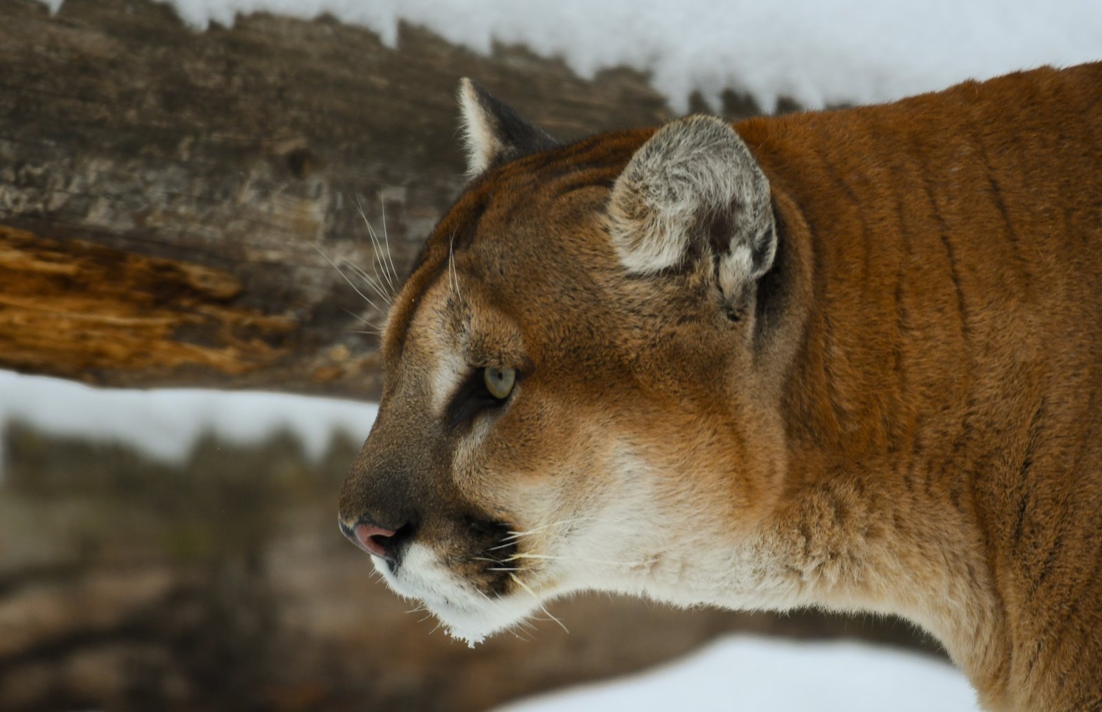 Cougar — Vancouver Island - British Columbia