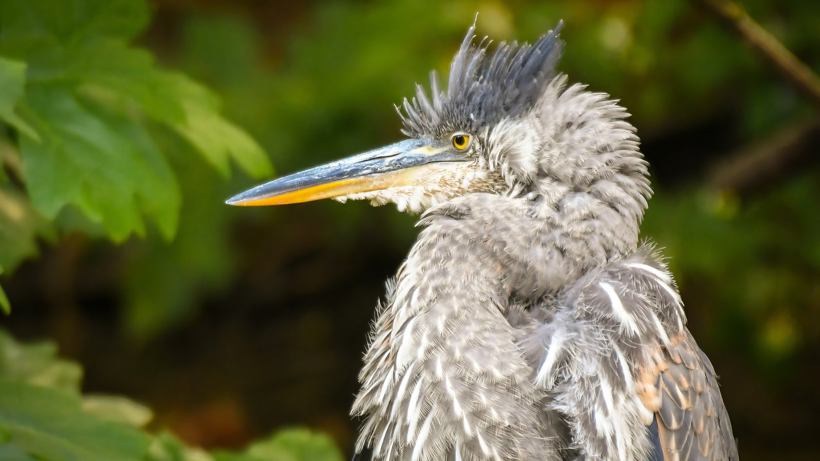Great Blue Heron — Campbell River – British Columbia