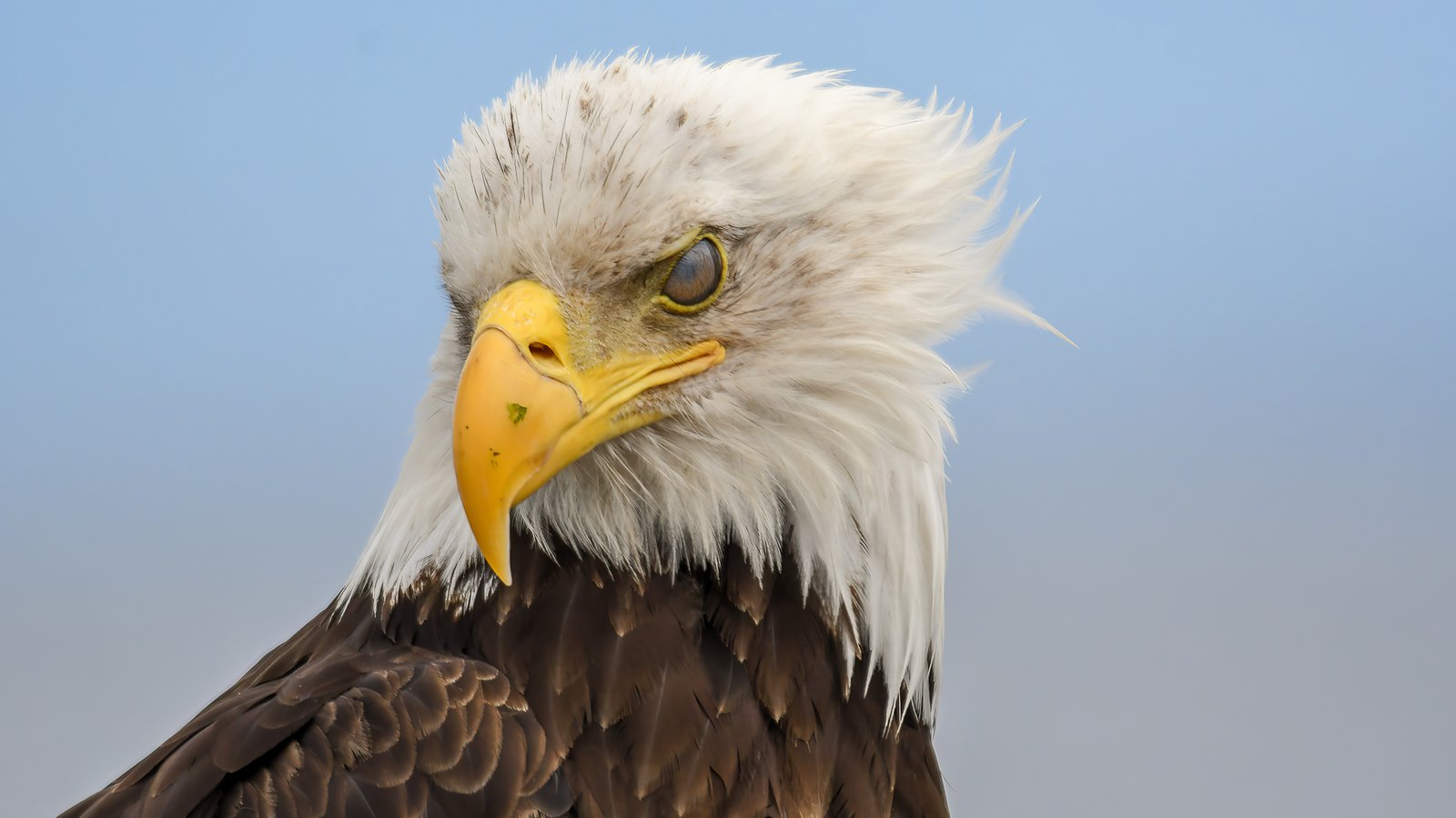 Bald Eagle — Campbell River – British Columbia
