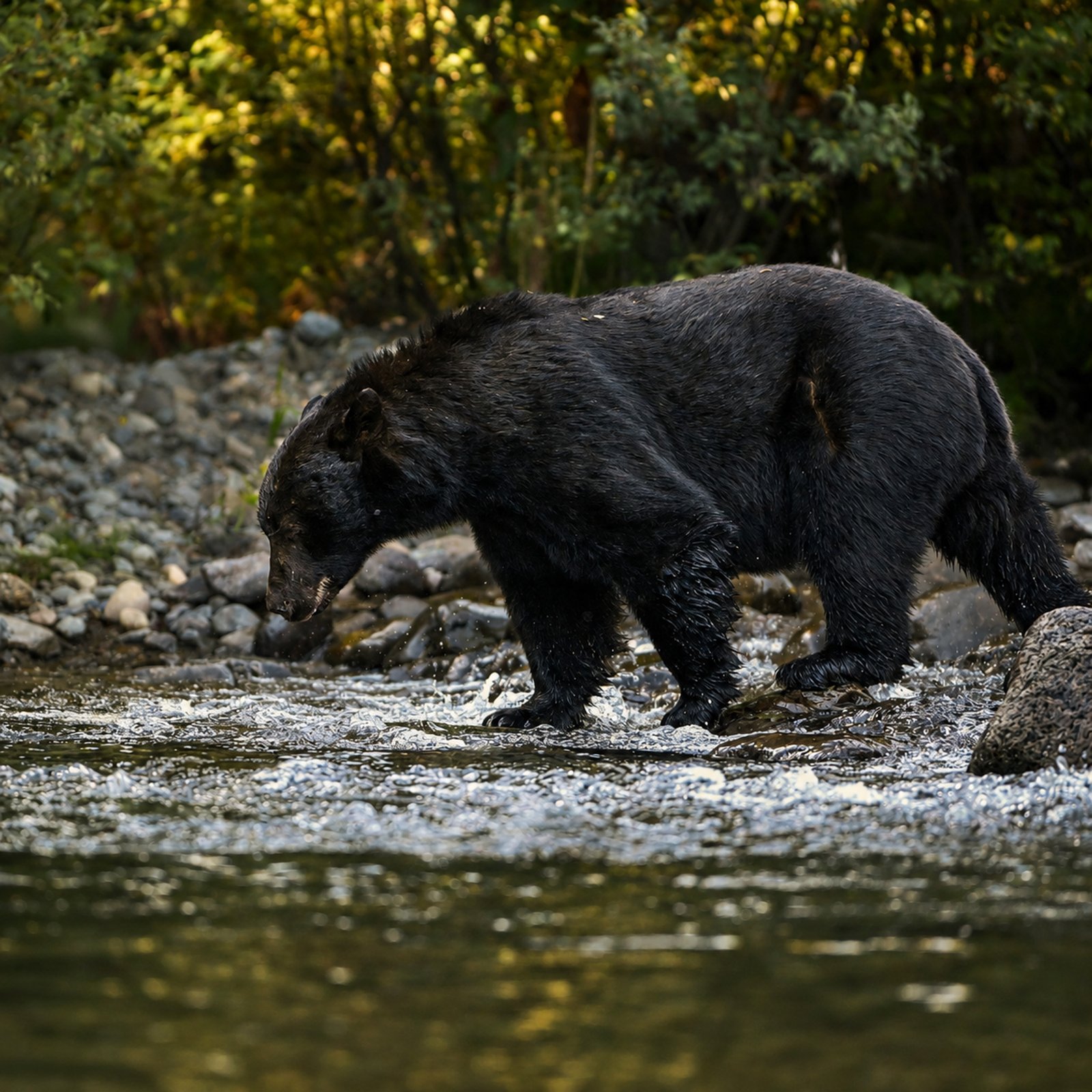 Fishing Black Bear — Vancouver Island - British Columbia