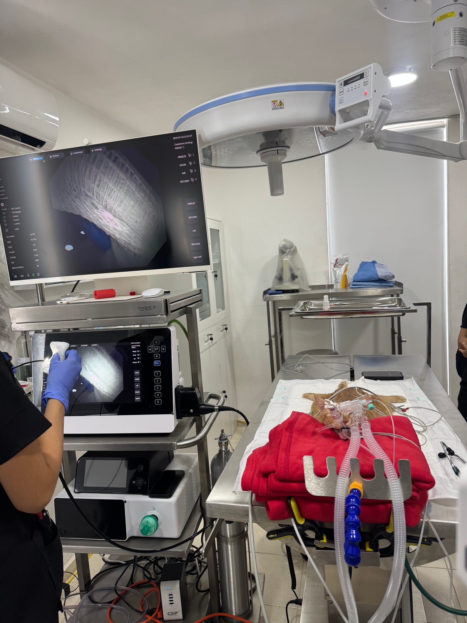 Procedimiento de endoscopia veterinaria con monitor y paciente anestesiado