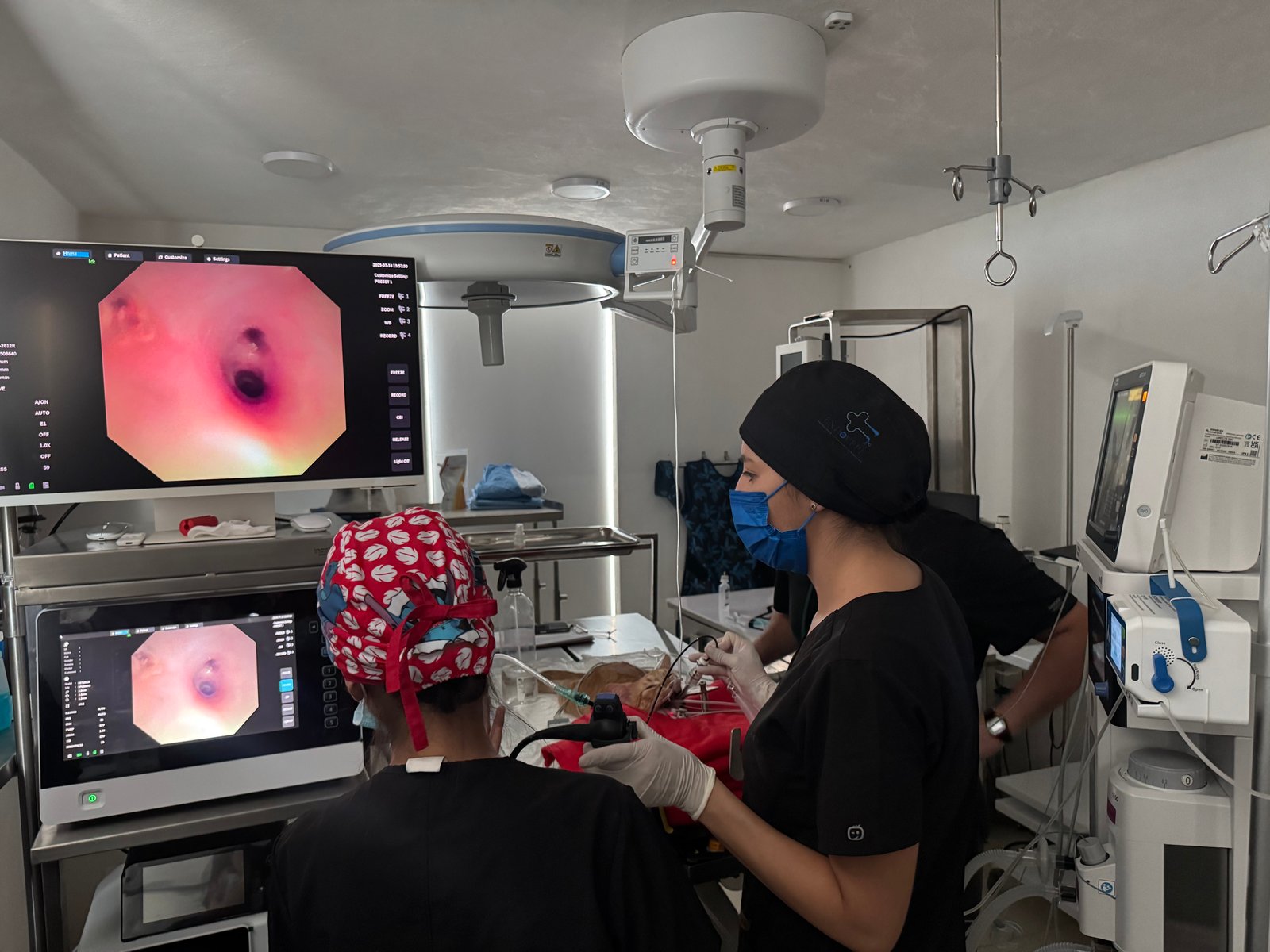Médicos veterinarios de CEVEPE realizando una endoscopia