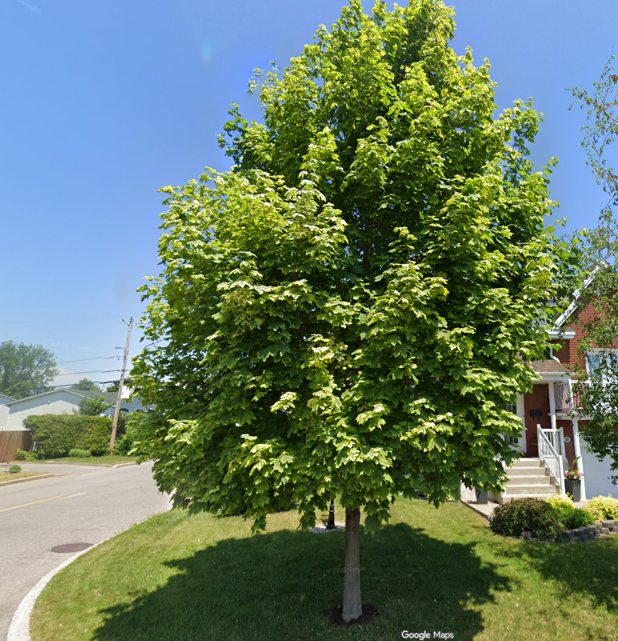 Street tree in Farnham captured via Google Street View