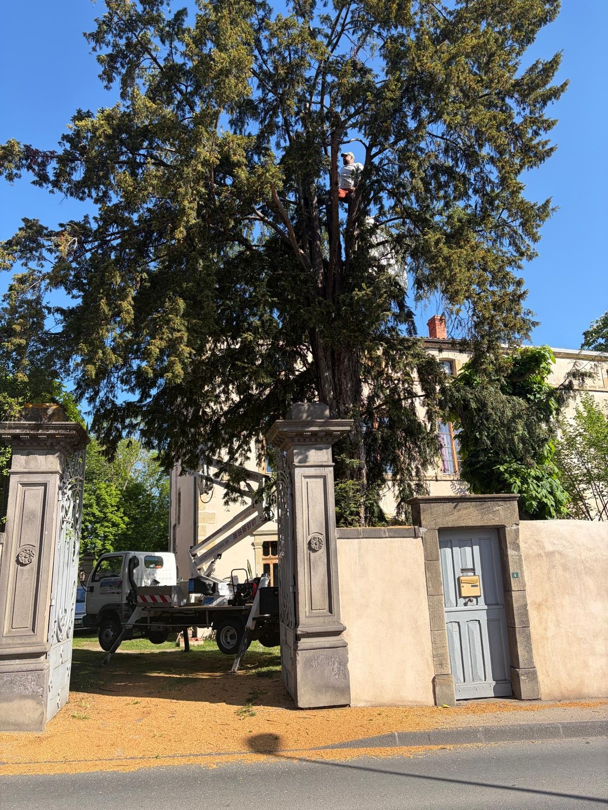 Intervention sur un grand arbre avec un camion nacelle près d’une propriété