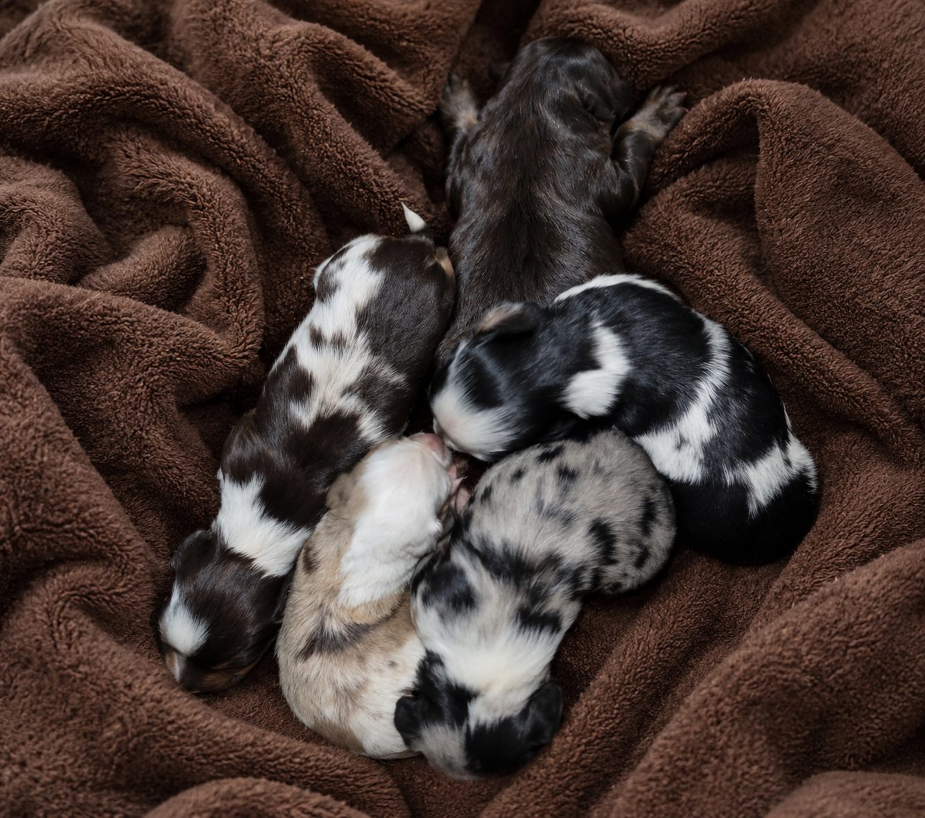 Dachshund litter of newborn puppies — Born September 2026