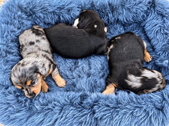 Long-haired mini Dachshund puppies from our newest litter cuddled together on a blanket