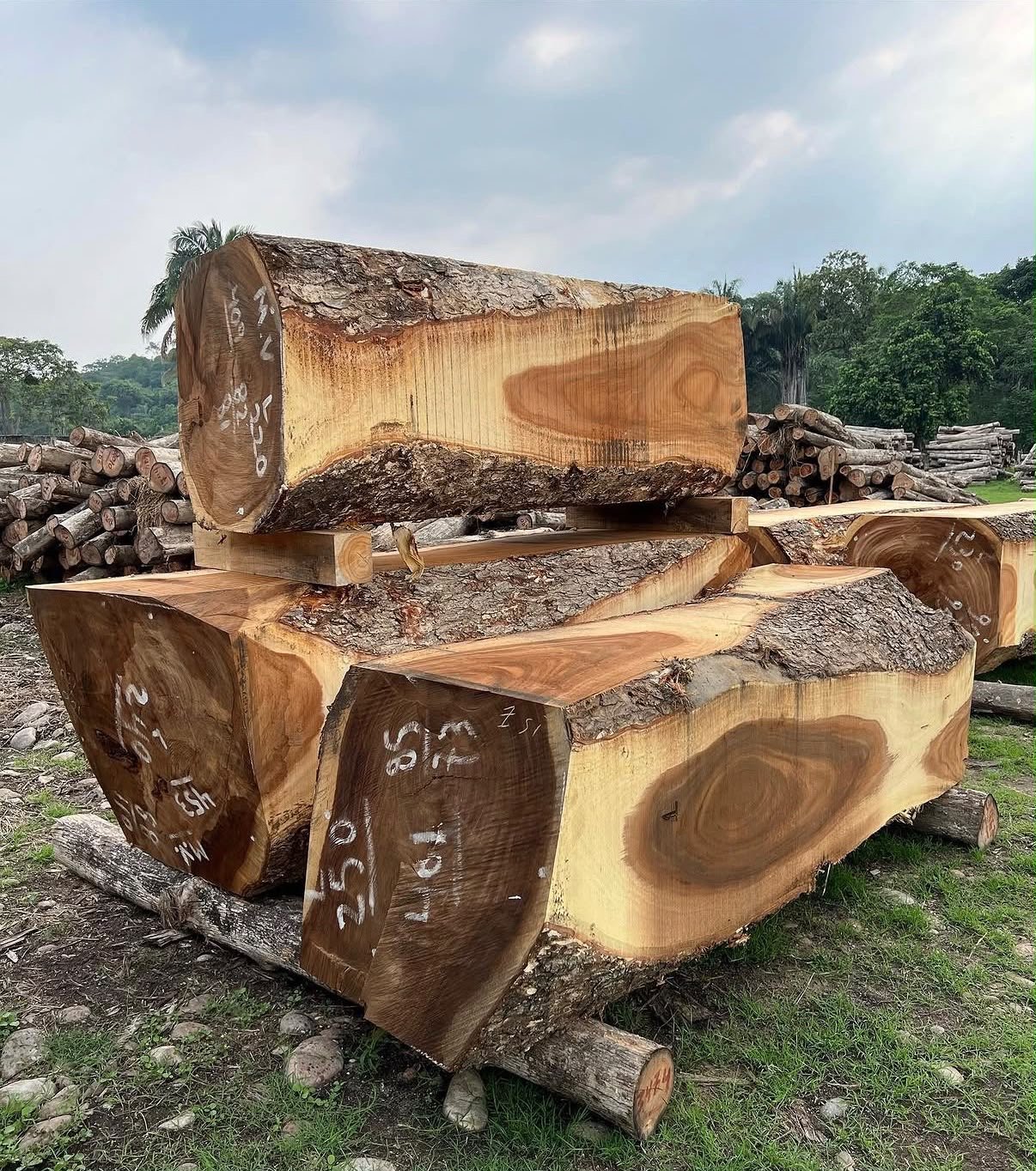 Wide live-edge saman hardwood slab