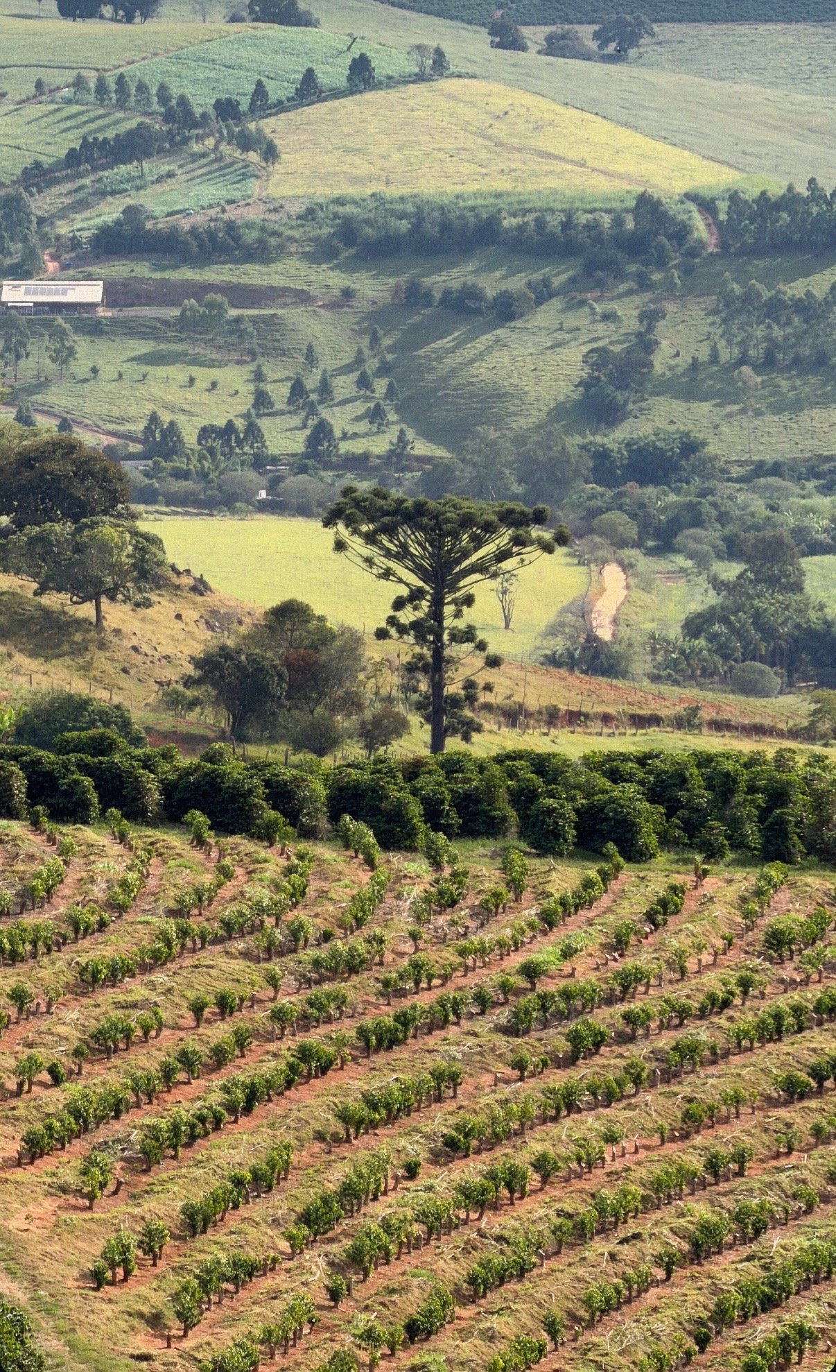 Plantation on green hills