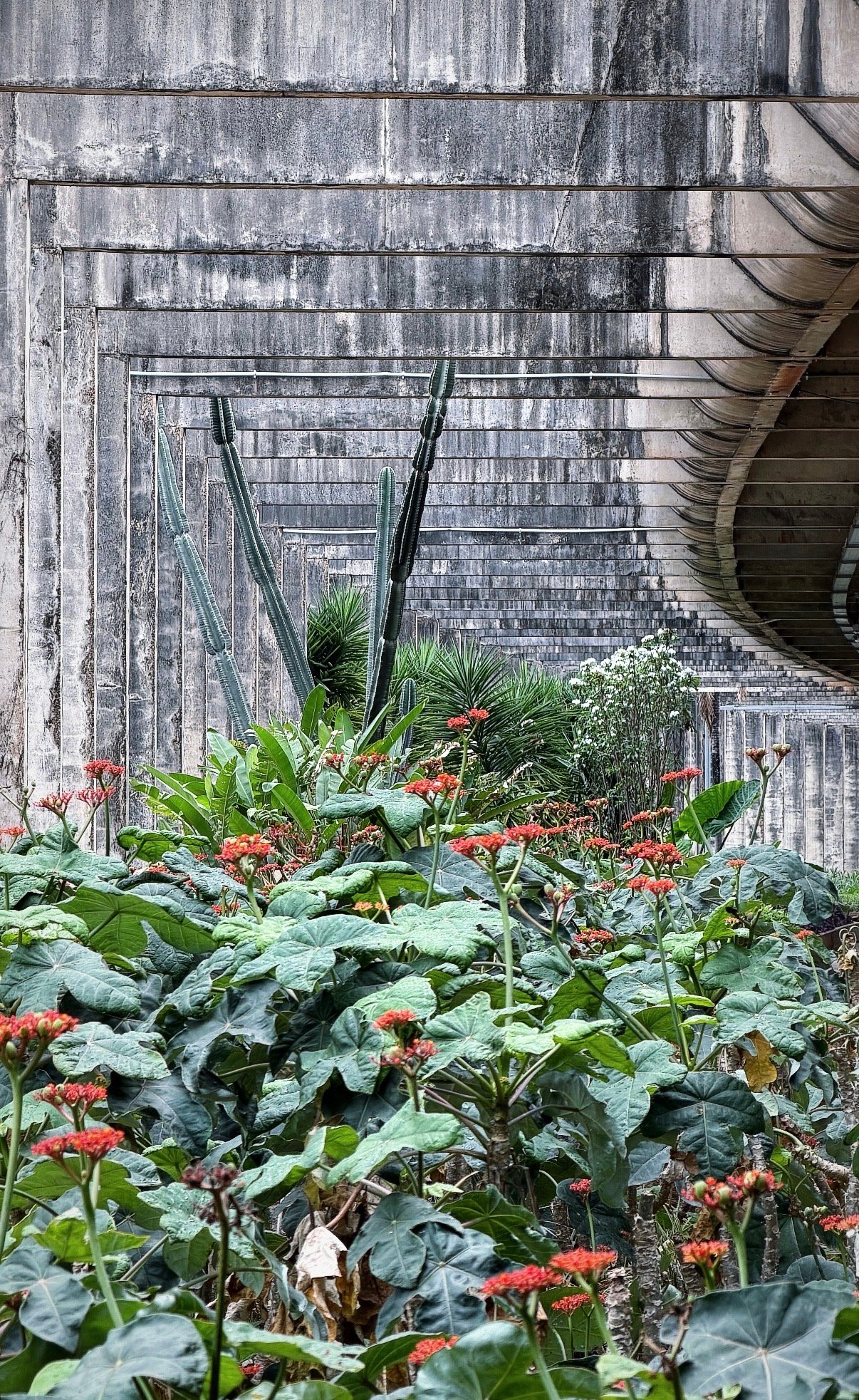 Tropical vegetation against concrete