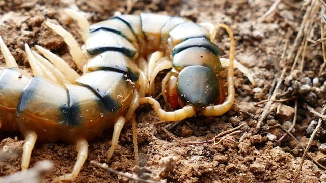 A large banded Scolopendra centipede with blue-green body segments and yellow legs on bare soil
