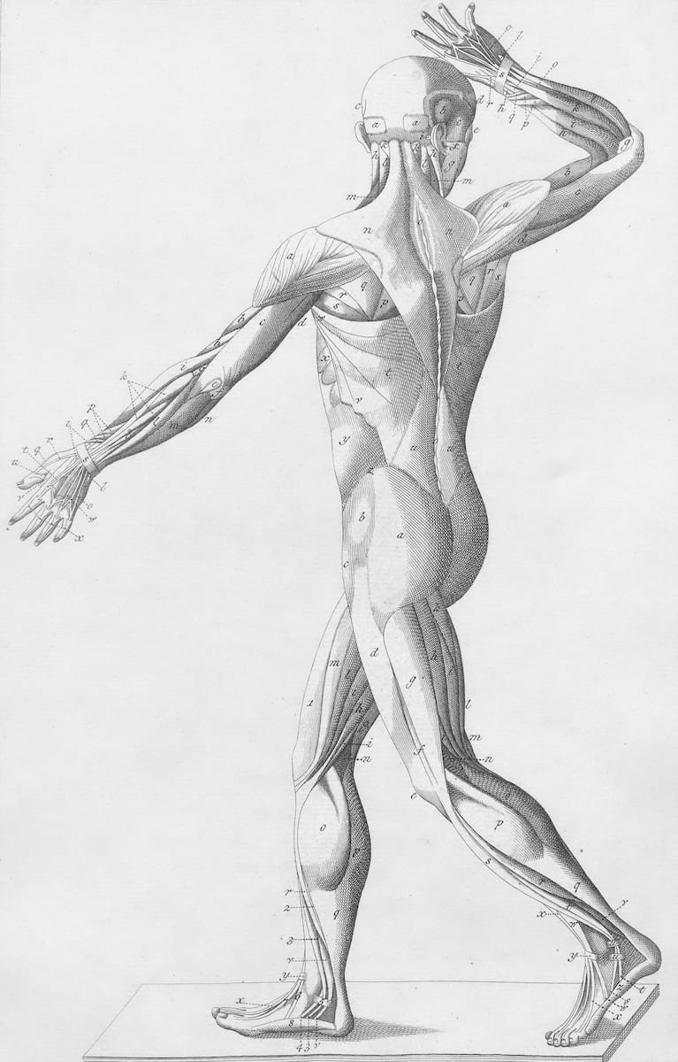 Human body muscles, back & side view