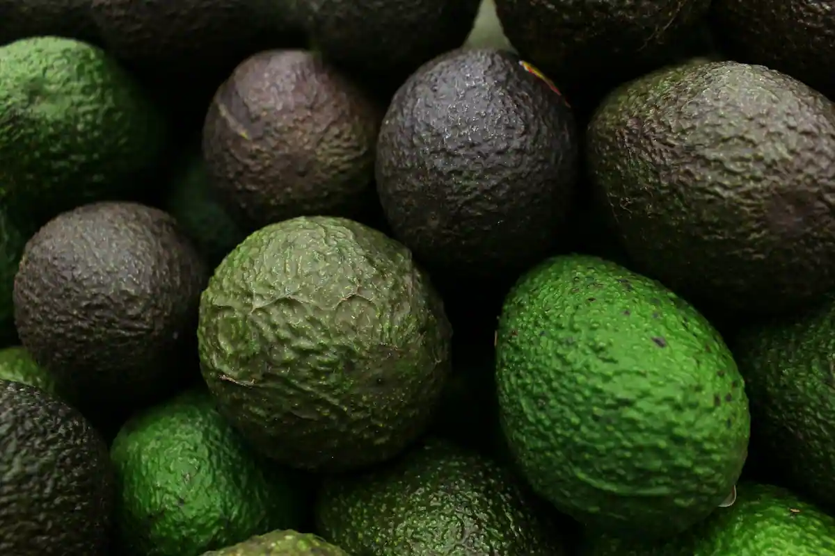 Close-up of fresh whole avocados with textured dark green skin and water droplets
