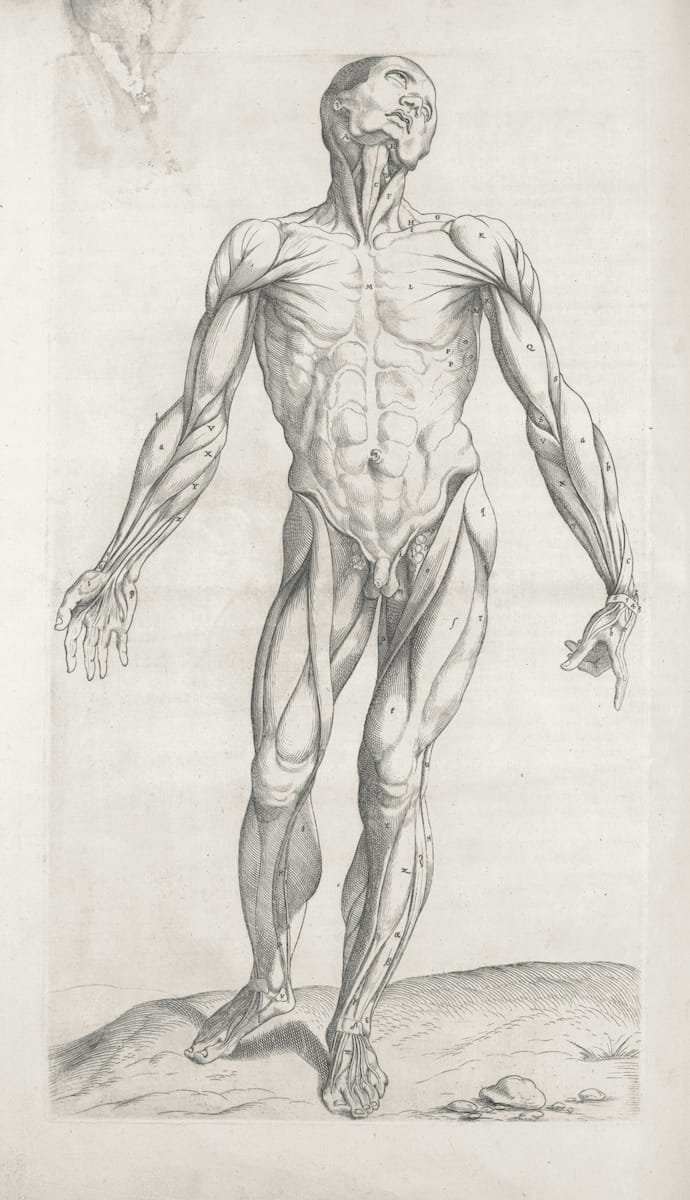 Human body muscles, front view