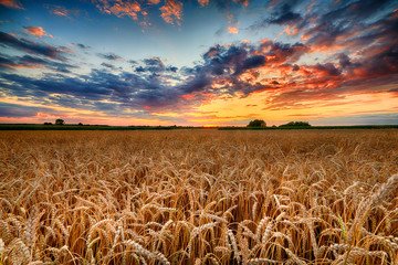 Golden wheat field at sunset
