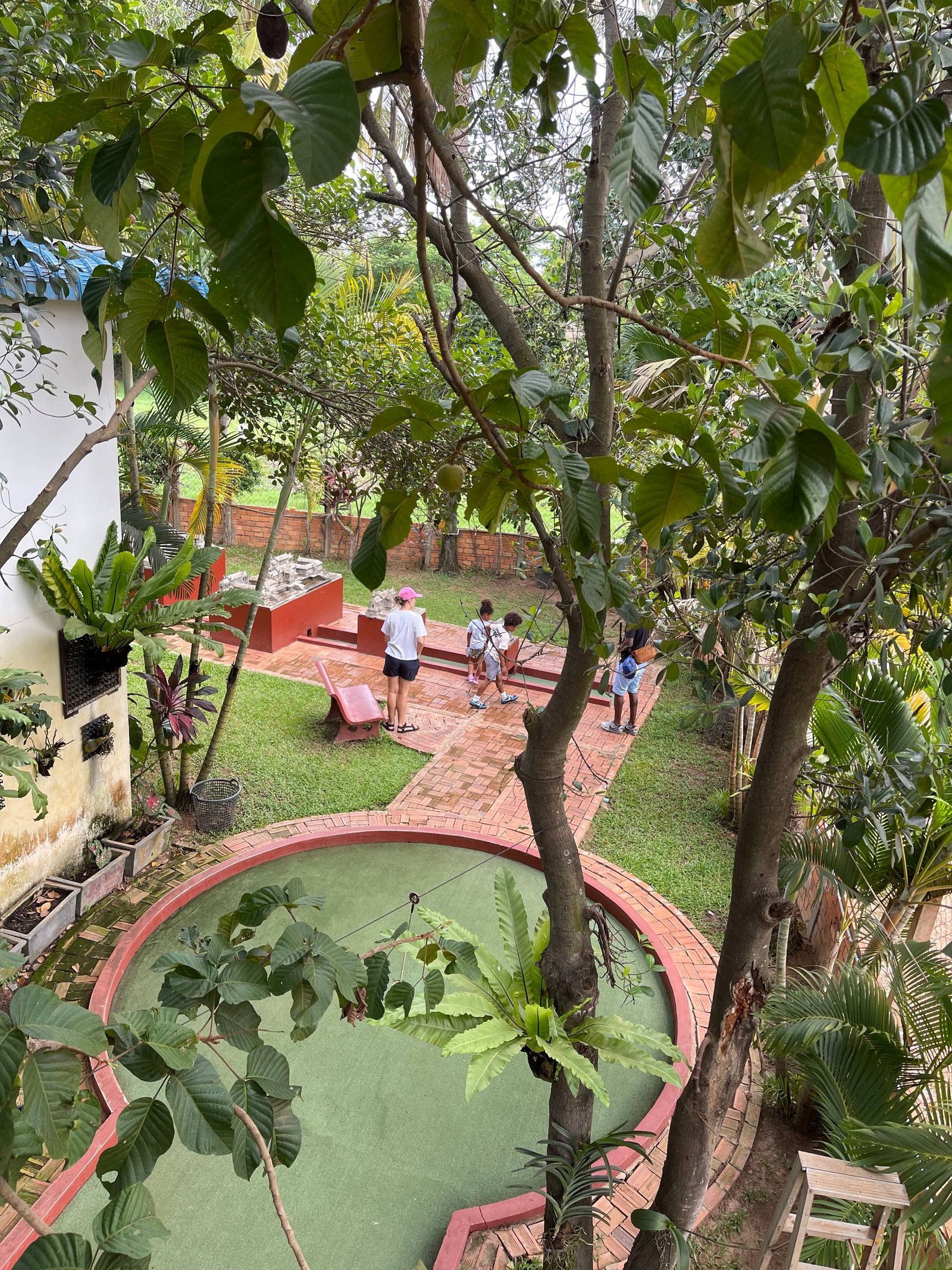 Bird's-eye view through tropical canopy