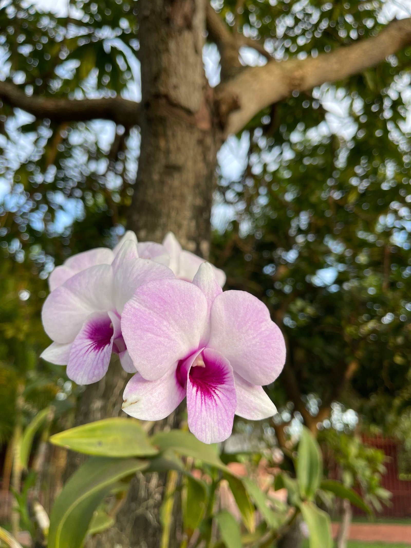 Pink orchids blooming in the garden