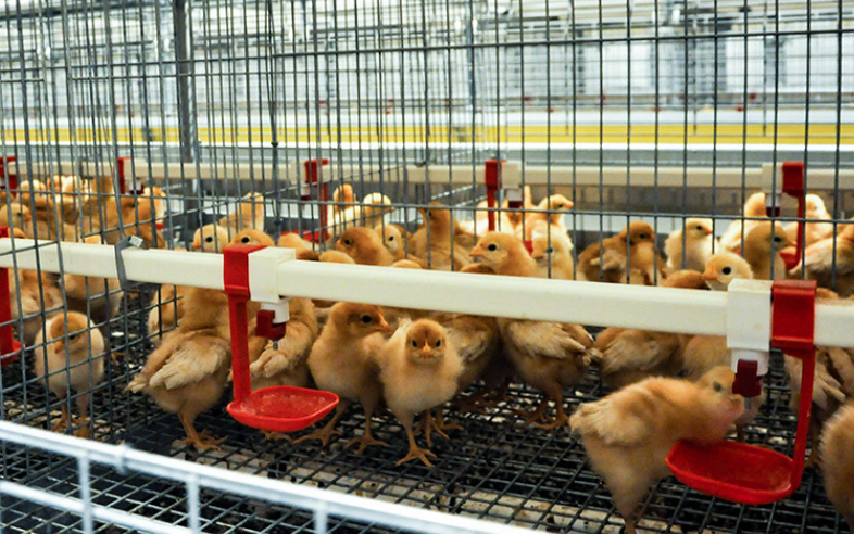 Pullet Rearing System Pullet Rearing Cage System - Layer chicken cage system equipment