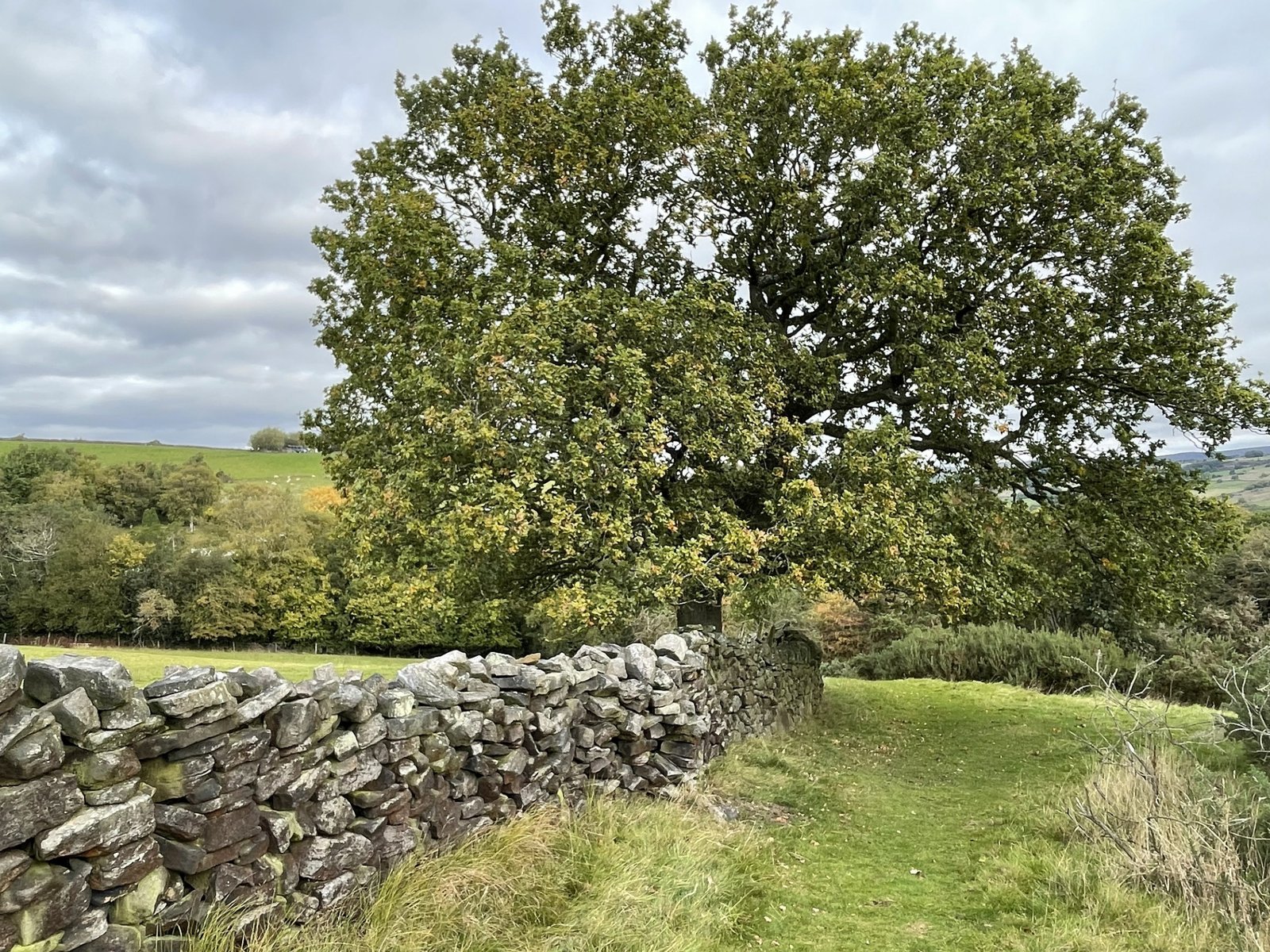 Dry-stone wall beneath a mature oak tree overlooking the Peak District landscape