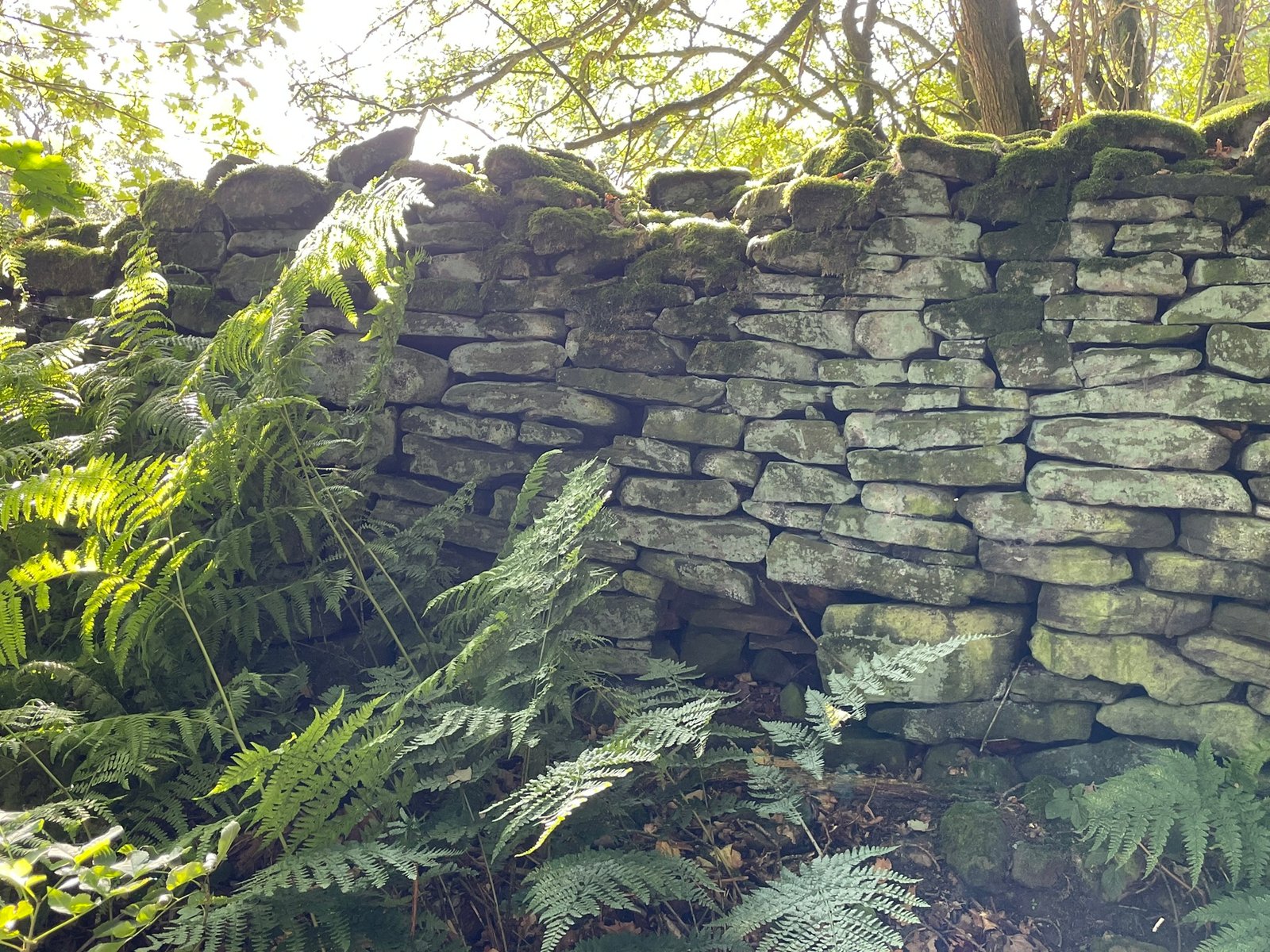 Characteristic Peak District dry-stone wall running across the slopes within the pipeline scoping zone