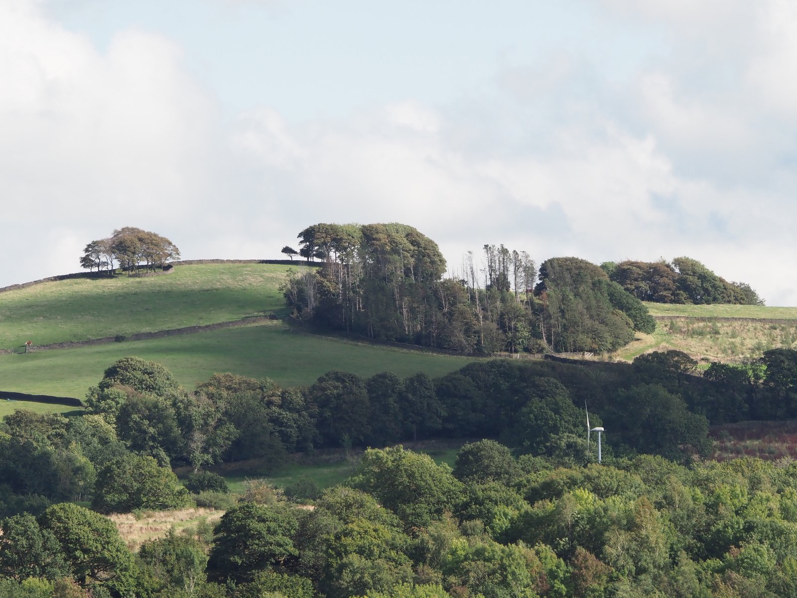 A large and small plantation ring on the slopes of Browne Hill enclosed with a circular dry-stone wall