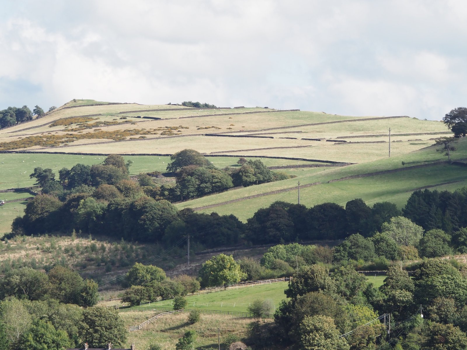 Shelterbelts on Browne Hill enclosed by dry-stone walls