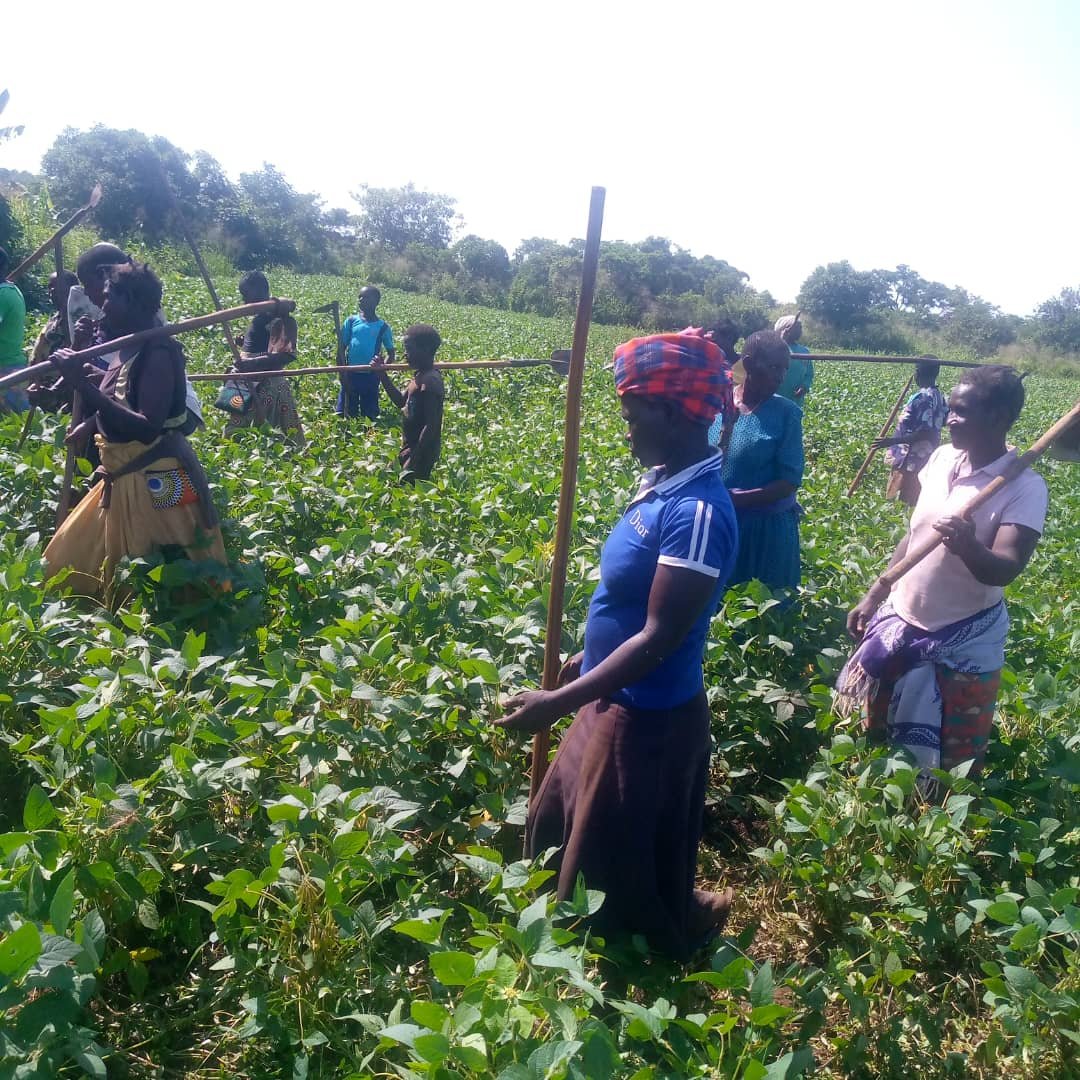 Women engaged in farming activities with distributed tools in a cultivated field