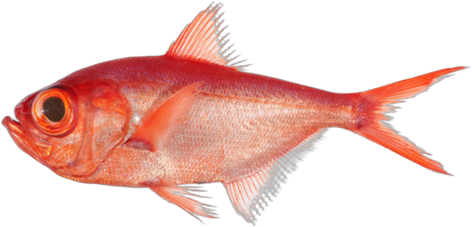 Alphonso Fish Quality Ocean