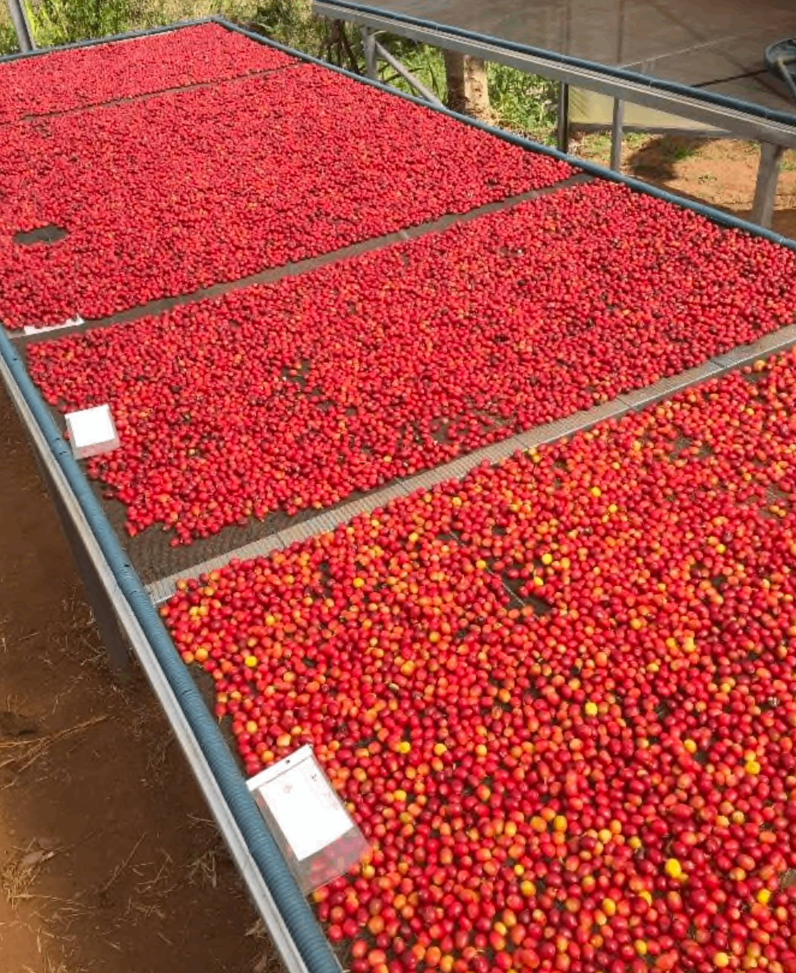 Bandejas metálicas com lotes de cerejas vermelhas separados