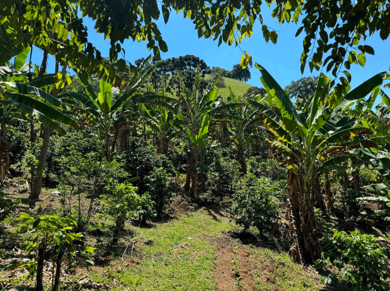 Bananeiras fazendo sombra sobre o cafezal, com trilha de terra