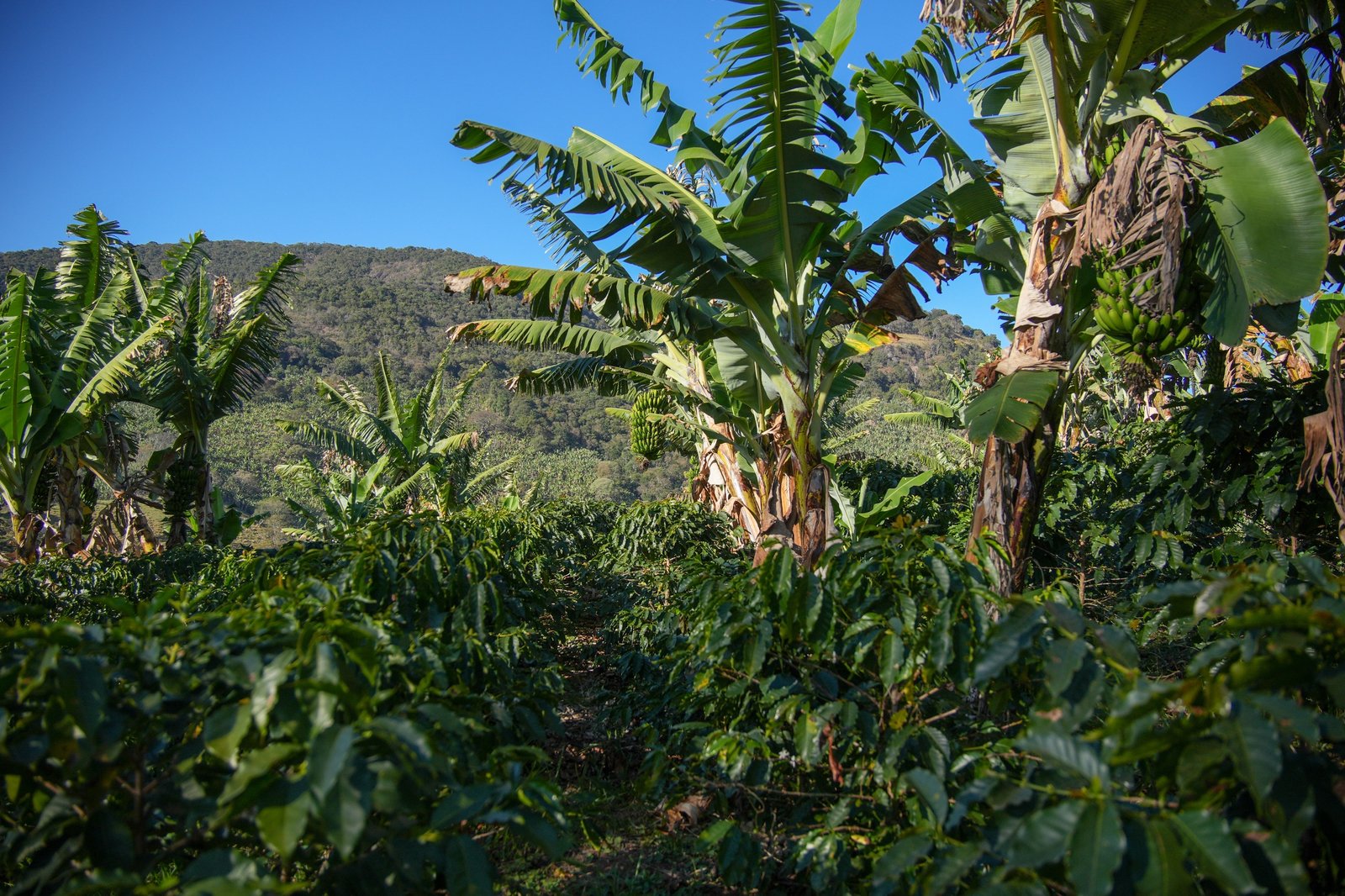 Cafezal sombreado por bananeiras com cachos verdes e a serra ao fundo