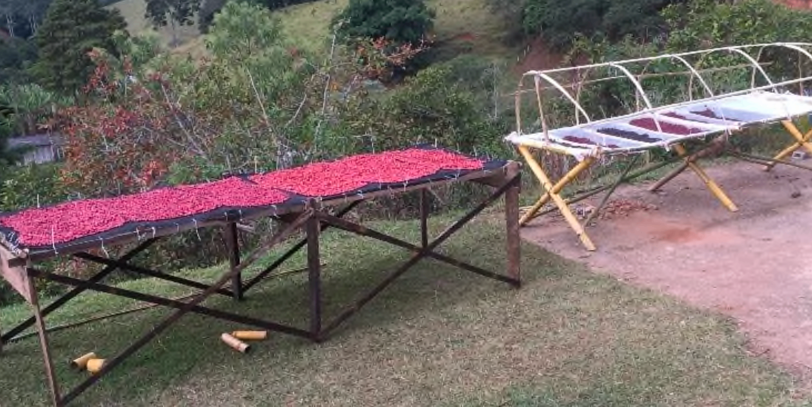 Mesas de secagem com cerejas vermelhas e a mata ao fundo