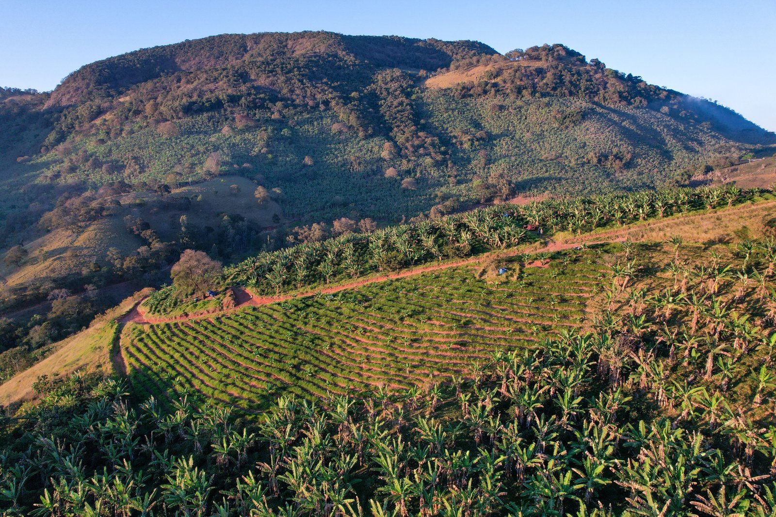 Encosta da Mantiqueira com cafezal em terraço