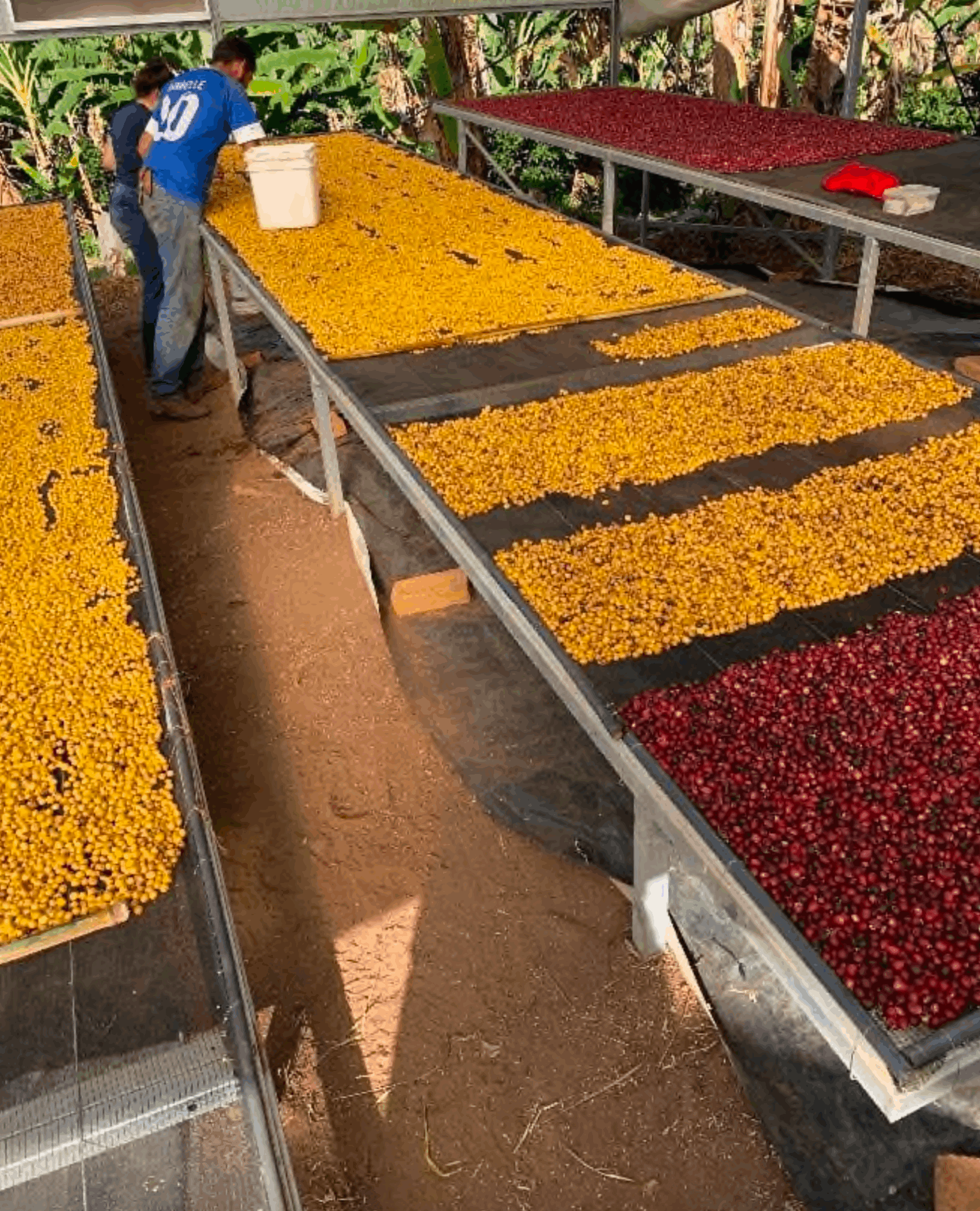 Cerejas amarelas e vermelhas secando lado a lado no terreiro