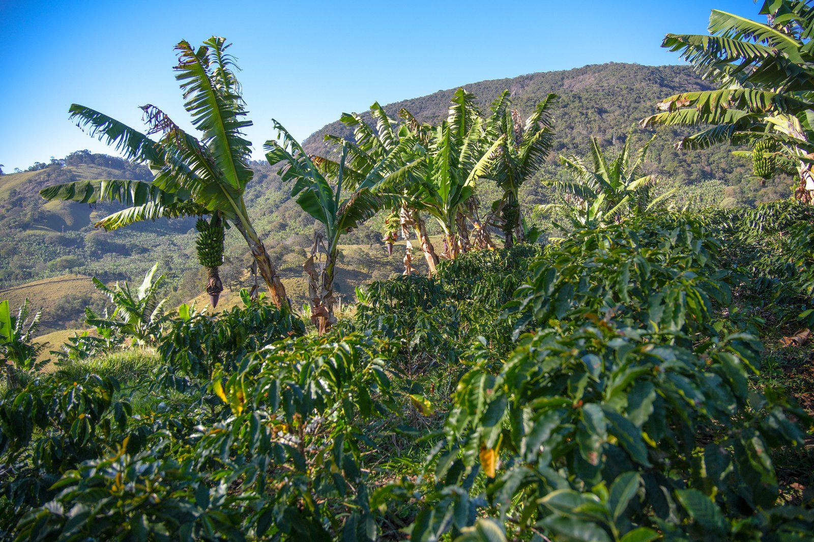 Bananeiras com cachos entre o cafezal e o morro da Mantiqueira