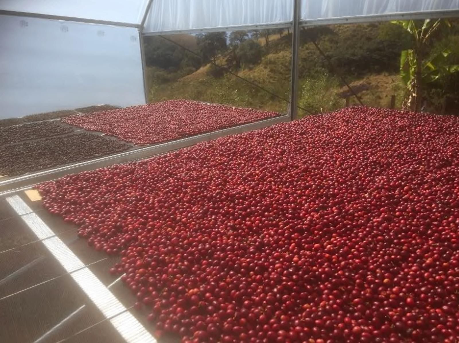 Terreiro coberto com cerejas vermelhas em secagem