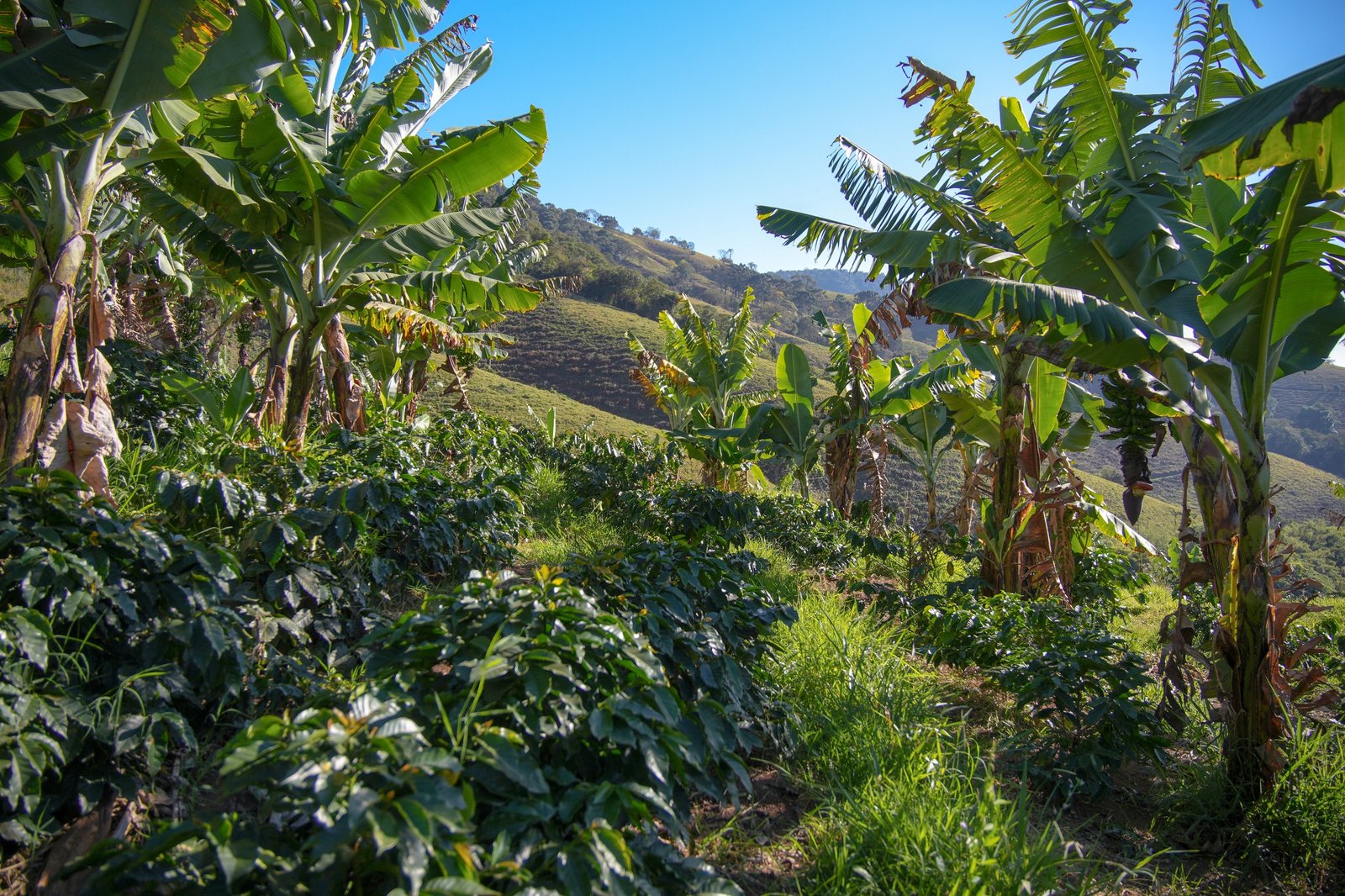 Lavoura de café a 1.300 metros no Sítio Orube, Brazópolis — Mantiqueira de Minas