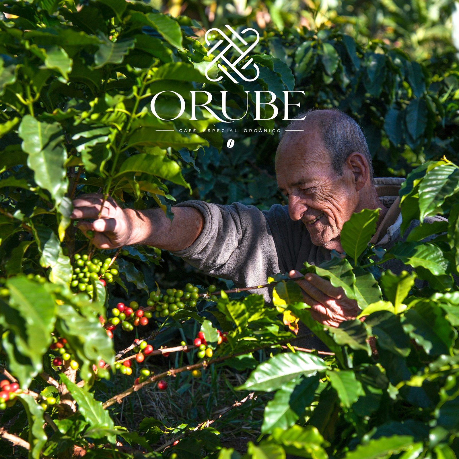 Produtor cuidando dos pés de café no cafezal do Sítio Orube