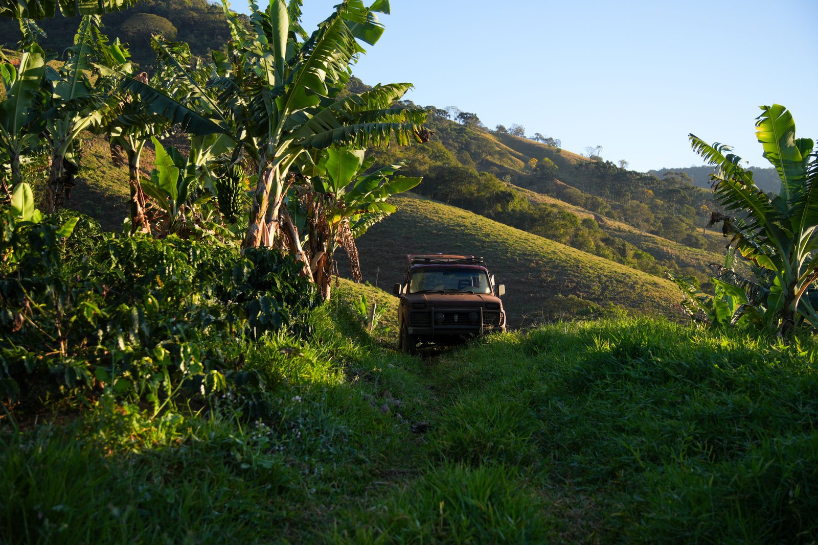 Jipe da fazenda entre bananeiras e pés de café